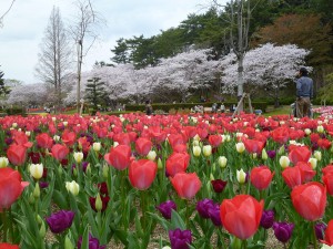 花博チューリップ